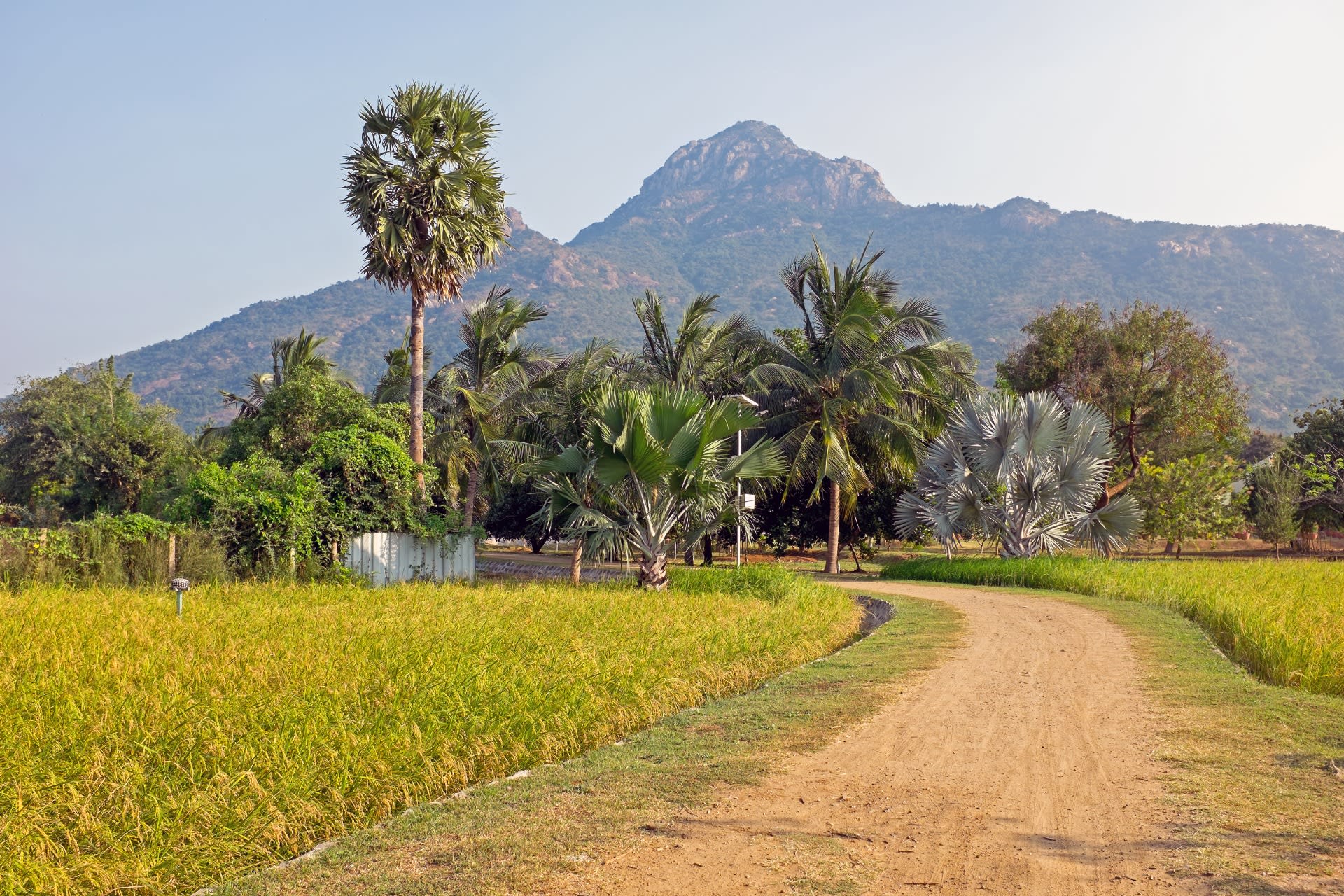 cornelius o'shaughnessy-the-holy-mountain-arunachala